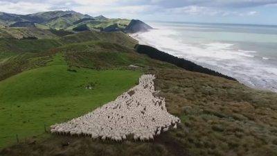 Keindahan dan Rahasia Sukses Peternakan Selandia Baru